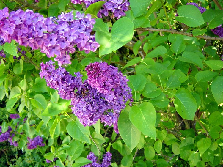 Syringa vulgaris